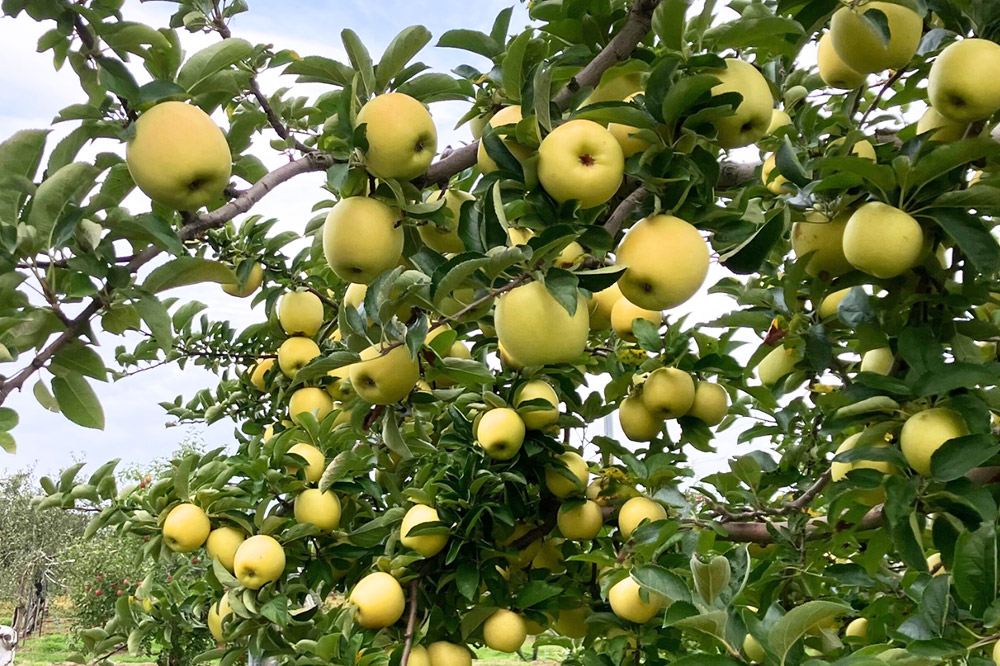 飲み比べ 無添加 ストレート りんごジュース 180ｍl × 12本セット 前田りんご園 リンゴ 果汁 林檎 飲料 アップル 果物 フルーツ 青森 飲み物 ドリンク