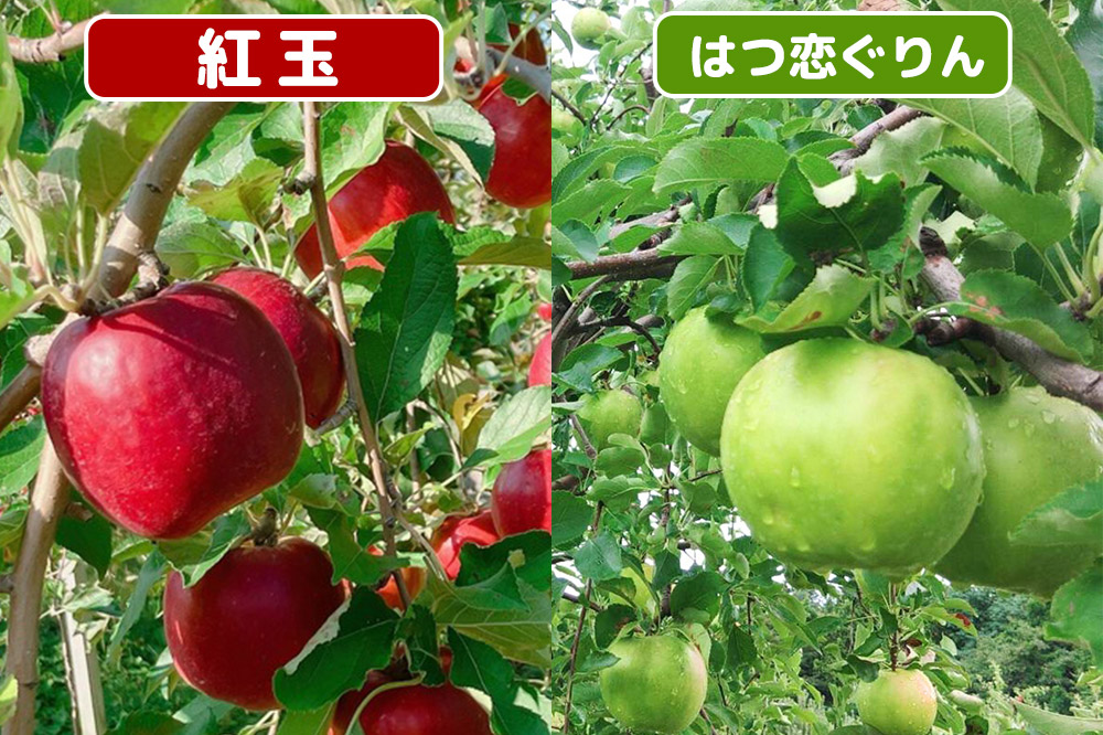 りんごジャム 2品種セット 紅玉ジャム はつ恋ぐりんジャム 前田りんご園