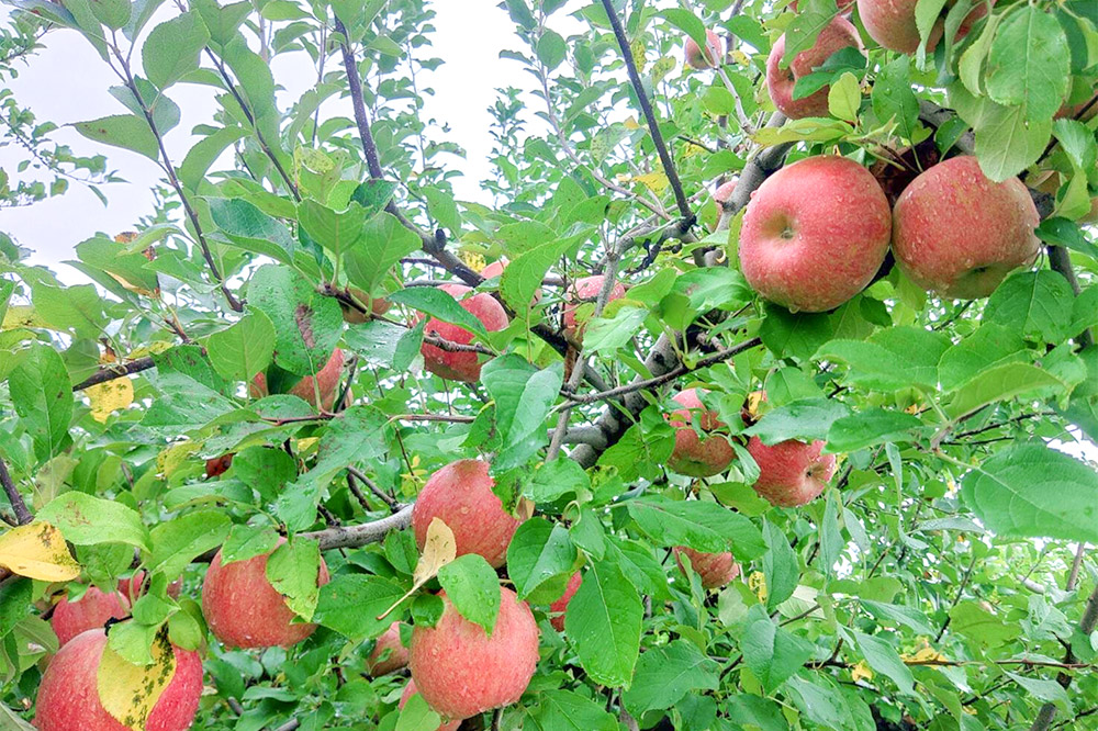 りんご【訳あり】葉とらず サンふじ 約5kg 小玉 前田りんご園