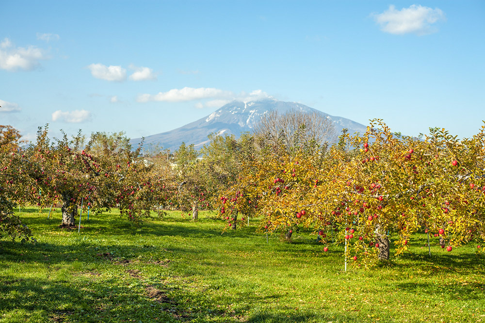 未来を育てるりんごのお酒 テキカカシードル（ラガー）330ml×6本 お酒 青森 弘前 林檎 リンゴ