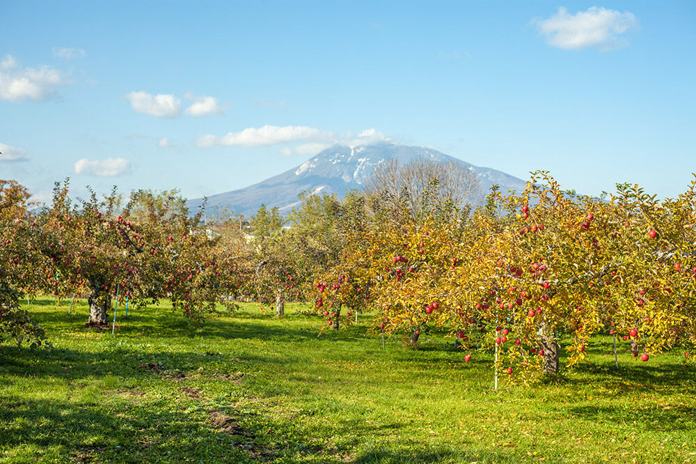 【寄附金額見直しました】未来を育てるりんごのお酒 テキカカシードル（ラガー）330ml×6本 お酒 青森 弘前 林檎 リンゴ