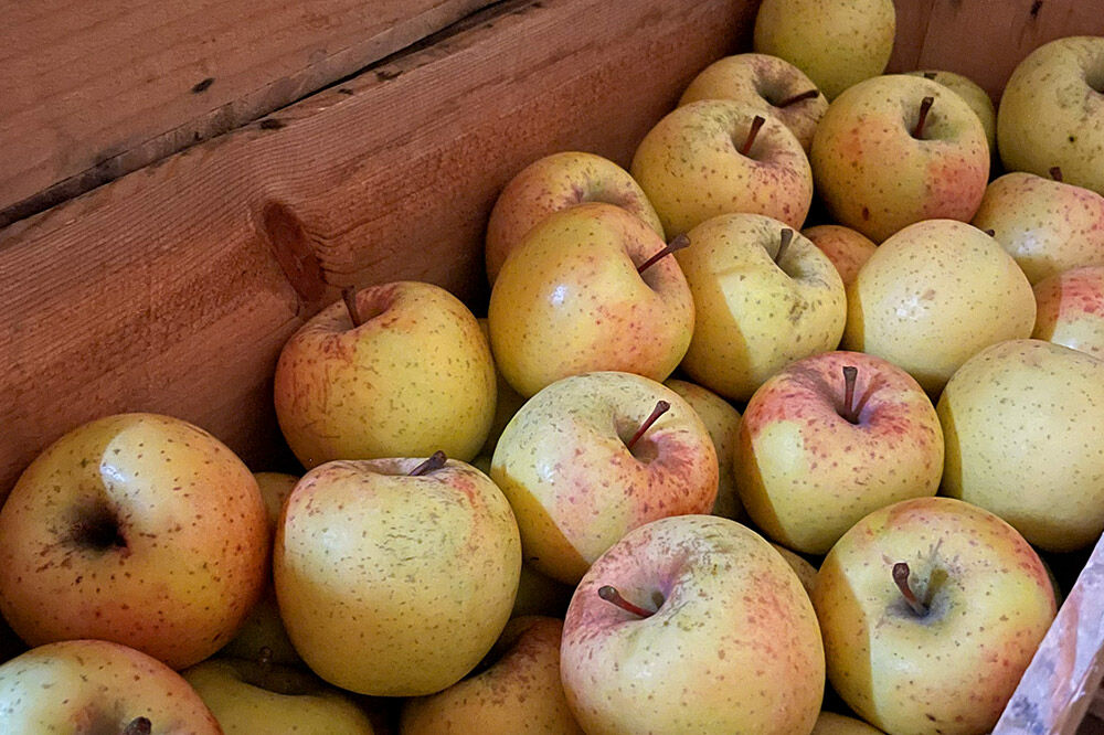 【寄附金額見直しました】【26年3月クール便発送】りんご サンふじ＆黄色りんご【家庭用】約5kg 小玉 詰め合わせ 森山ファーム [サンふじ 黄色 りんご 家庭用 詰め合わせ セット 小玉 果物 フルーツ 林檎 リンゴ くだもの 森山ファーム 青森県 弘前市]