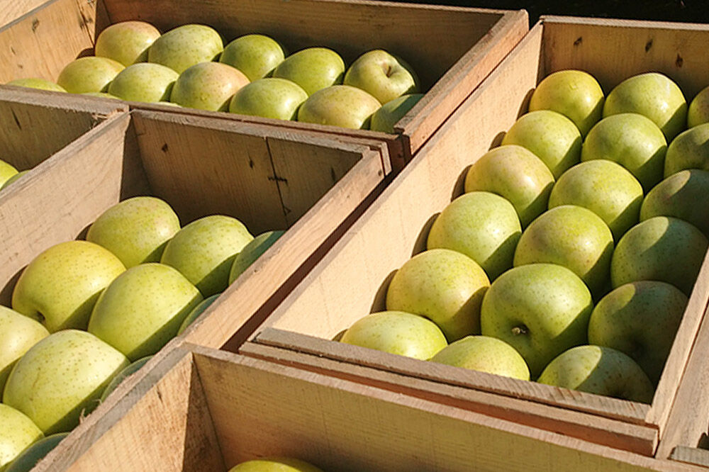 【寄附金額見直しました】【26年1月～発送】りんご 家庭用 旬のリンゴ詰め合わせ 約10kg 糖度13度以上 [アップル おいしい りんご 果実 果物 詰め合わせ 詰合 糖度 美味 林檎]