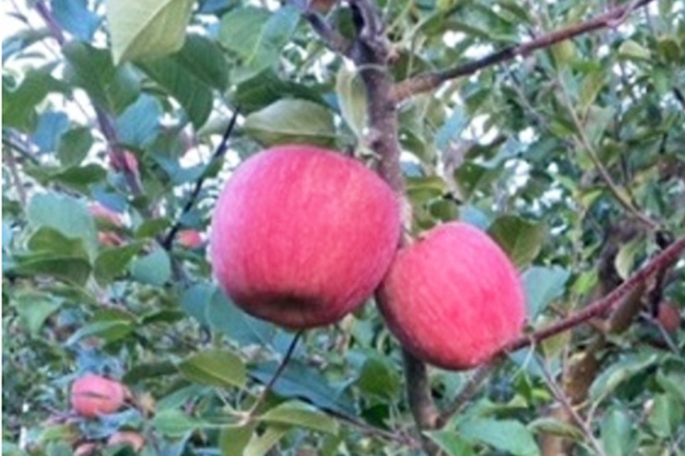 【26年1月発送】りんご 葉とらず サンふじ 約5kg