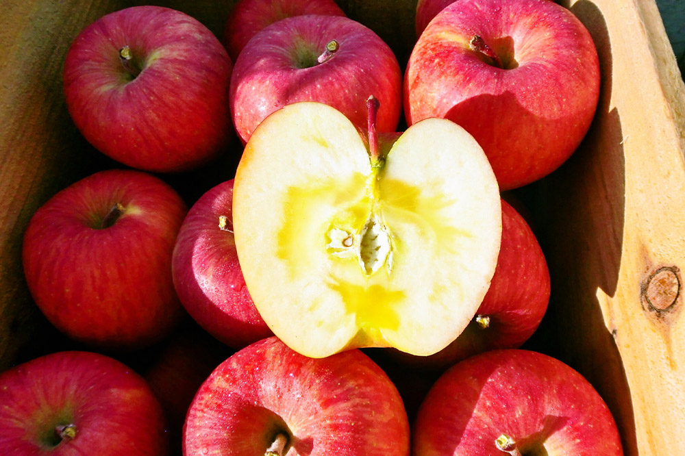 【25年12月～発送】りんご サンふじ【訳あり】約5kg しらかみラボ