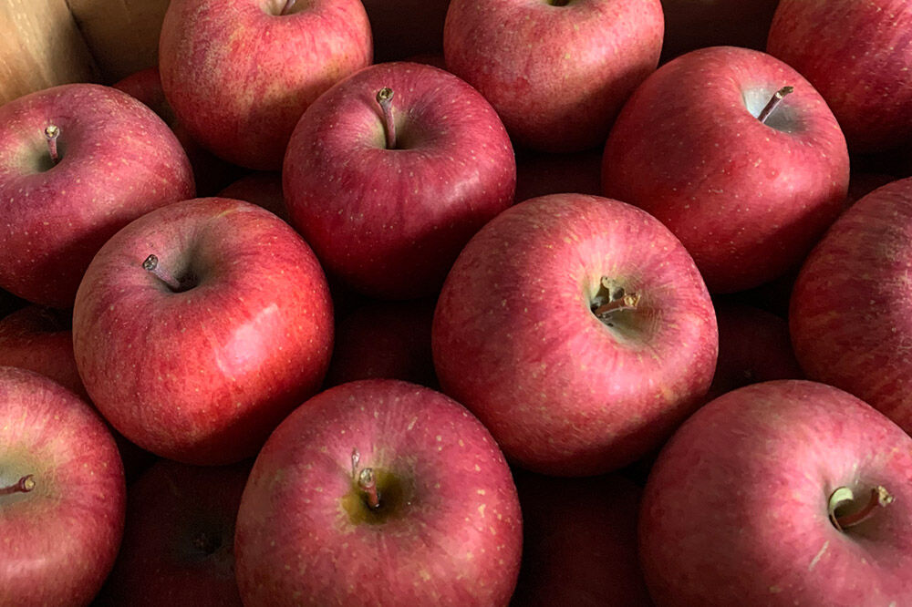 【寄附金額見直しました】りんご【特選】サンふじ 約3kg  弘前市産 青森りんご