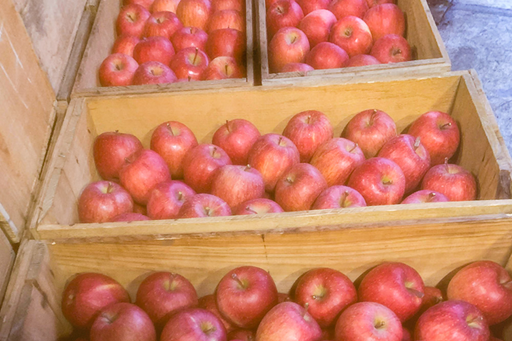 りんご【特選】サンふじ 約3kg  弘前市産 青森りんご