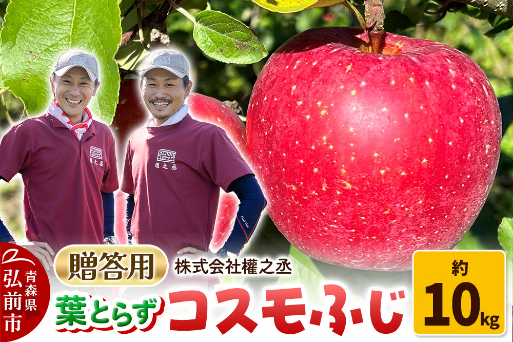 りんご 權之丞 葉とらずりんご コスモふじ 贈答用 約10kg【弘前市産・青森りんご】