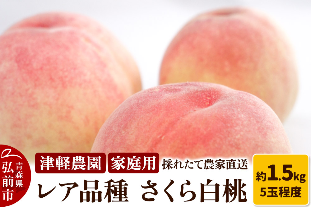 【26年9月発送】もも【2026年産 レア品種 さくら白桃】家庭用 約1.5kg 5玉程度 津軽農園 採れたて農家直送