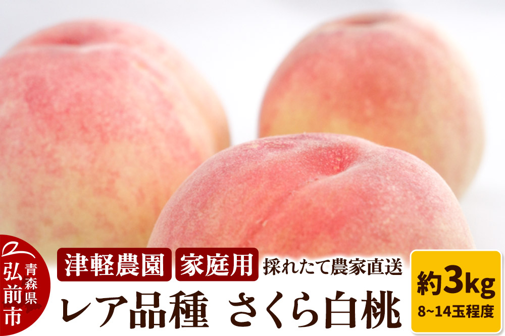 【26年9月発送】もも【2026年産 レア品種 さくら白桃】家庭用 約3kg 8～14玉程度 津軽農園 採れたて 農家直送