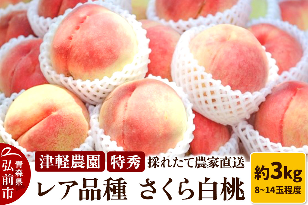 【26年9月発送】もも【2026年産 レア品種 さくら白桃】特秀 約3kg 8～14玉程度 津軽農園 採れたて 農家直送