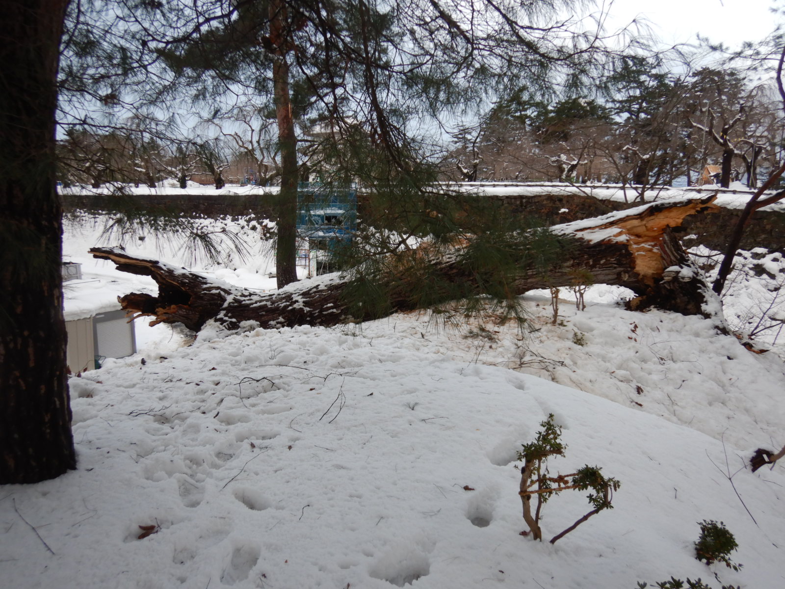 弘前市令和8年1月青森地方大雪災害支援【返礼品なし】