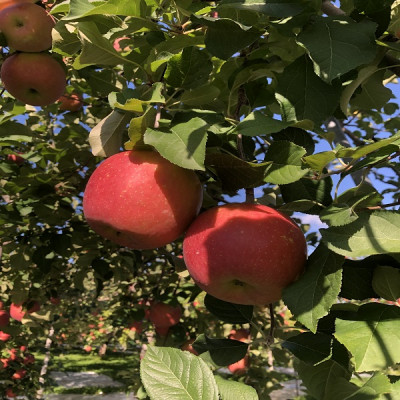 早生ふじ＆トキ　贈答用約5kg　りんご中生種、一押し詰合せ!　10月上旬より発送【配送不可地域：離島】