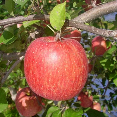 【青森県黒石市産】旬の品をお届け!品種おまかせりんご5kg