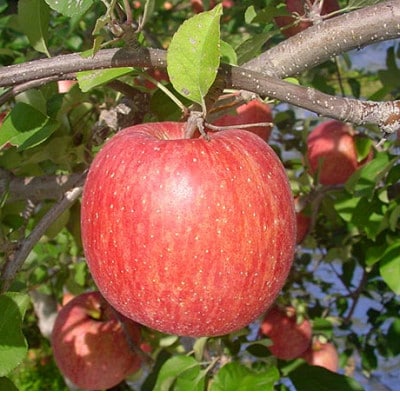 【青森県黒石市産】サンふじ りんご5kg