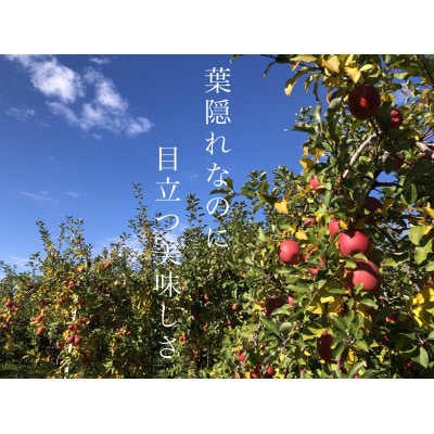園主一押し!味をとことん突き詰めたりんご　葉とらずサンふじ　贈答用　約5kg　蜜入り期待大!