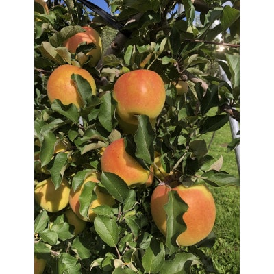 甘くてシャキシャキ!　青森県産りんご　ぐんま名月　贈答用　約5kg　蜜入りも!