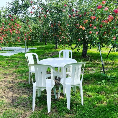 りんご狩り体験2名様分(1.5キロ相当お土産付き)