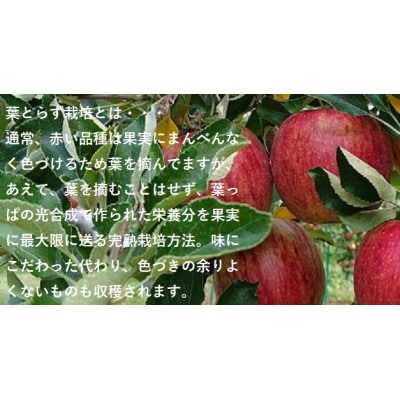青森県産りんご　’はあと’紅玉　3K箱