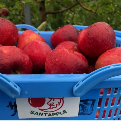 青森県産りんご、お盆に収穫・発送、真夏の本格派、恋空(こいぞら)　贈答用　5キロ　約18個入り【配送不可地域：離島】