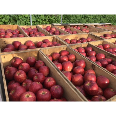 初秋の定番りんご　サンつがる　本場津軽よりもぎたてをお届け　贈答用　3キロ　【配送不可地域：離島】