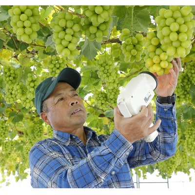 青森県黒石市産　シャインマスカット　800g(房数未定)　家庭向け