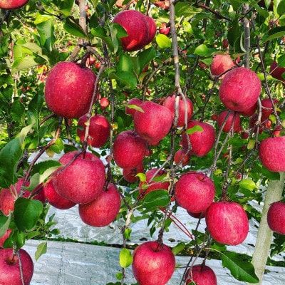 贈答用サンふじ王林詰め合わせ　5kg(15個前後)