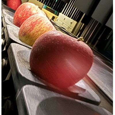 希少品種　大紅栄　訳あり品　5kg(10～16個入)【配送不可地域：離島】