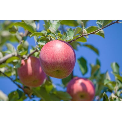 令和7年12月より順次発送　大人気な品種【サンふじ】贈答品　3kg(7～12個)