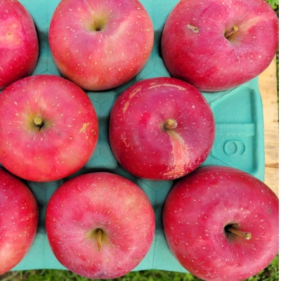 【訳あり】青森県産りんご「早生ふじ 家庭用」約5kg　産地直送!