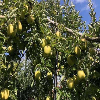 農家直送　青森県産　王林　家庭用　約5kg(18個前後入り)　甘い青りんごの定番