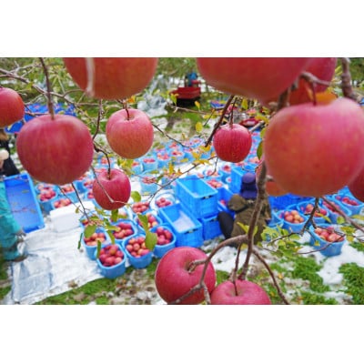 平均糖度13度以上! サンふじ 約10kg 訳あり【配送不可地域：沖縄県】