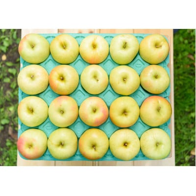 【25年10月出荷】平均糖度12度以上! トキ 約5kg 訳あり【配送不可地域：離島・沖縄県】