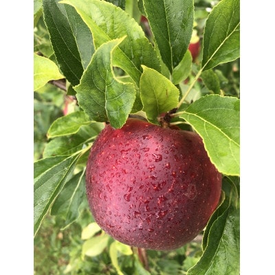 青森りんご　恋空(こいぞら)　家庭用　約5kg　お盆の頃に収穫　真夏の本格派りんご　約18個入り【配送不可地域：離島】