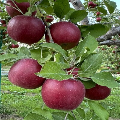 クセになる酸味、お菓子作りに良し!生食でも良し!青森県産　紅玉(こうぎょく)【家庭用】約3kg【配送不可地域：離島】