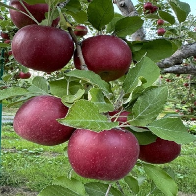 クセになる酸味、お菓子作りに良し!生食でも良し!青森県産　紅玉(こうぎょく)【家庭用】約5kg【配送不可地域：離島】