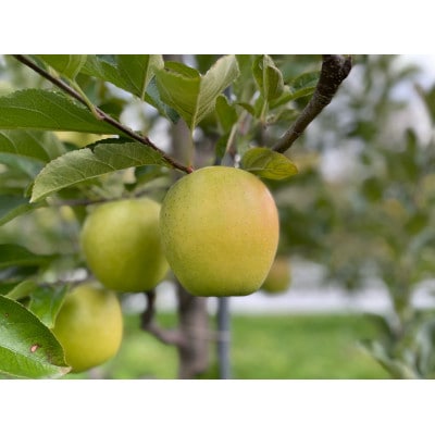 【感動の甘さ】王林(贈答用品)3kg