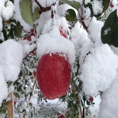 サンふじ＆王林　家庭用　3キロ　クリスマスカラーの詰合せをサンタりんご園よりお届け