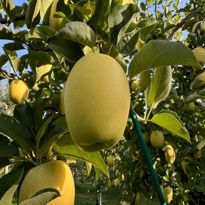 蔵出し春りんご　シナノゴールド　約3キロ　パリッと食感に、マイルドな酸味　農家直送青森りんご　【配送不可地域：離島】