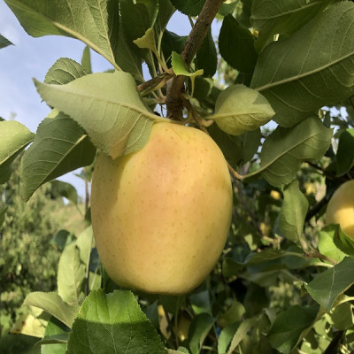 早生ふじ＆トキ　贈答用約5kg　りんご中生種、一押し詰合せ!　10月上旬より発送【配送不可地域：離島】