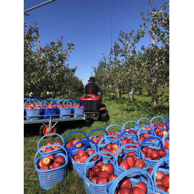爽やかな甘さにサクッと食感　青森県産　シナノスイート　贈答用　約5kg　農家直送