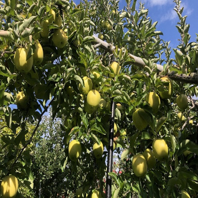 甘い青りんごの定番　青森県産　王林　贈答用　約5キロ　農家直送