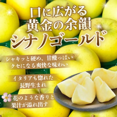 【26年2月より順次発送】平均糖度13度以上! シナノゴールド 約5kg おもてなし用【配送不可地域：沖縄県】