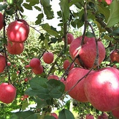 サンふじ×その他品種　約5kg【津軽みらい農業協同組合の青森県産りんご】