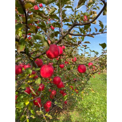鎌田林檎園直送!　キュンとする爽快な酸味りんご!!希少品種　ピンクレディ　