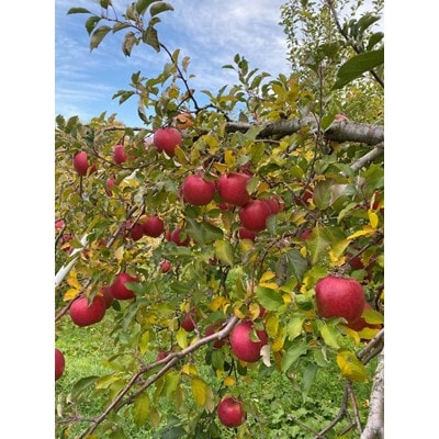 鎌田林檎園直送!　こだわりの個性派　葉隠れサンふじ　約3kg 【スタンダード品】