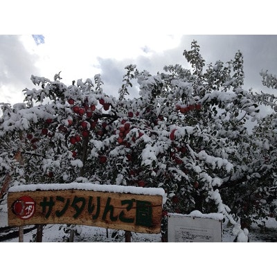 青森県産シナノドルチェ　贈答用約3kg　まだ暑い時期に、爽やかな酸味がぴったり!【配送不可地域：離島】