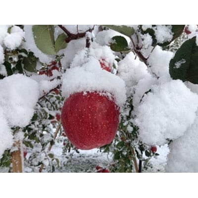 りんごと言えば、本場青森県産サンふじ、家庭用　5kg　14個前後入り　