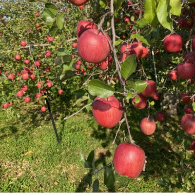 SevenApple木村農園から直送　樹上完熟さんふじ10kg