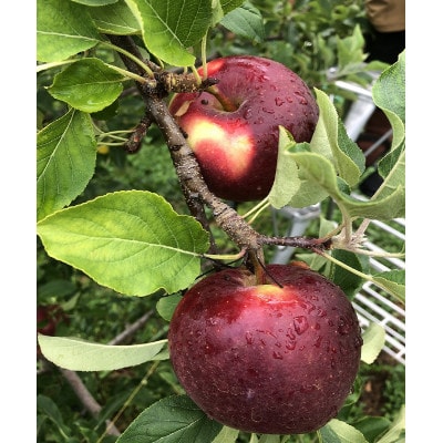 青森県産りんご、お盆に収穫・発送、真夏の本格派、恋空(こいぞら)　贈答用　5キロ　約18個入り【配送不可地域：離島】